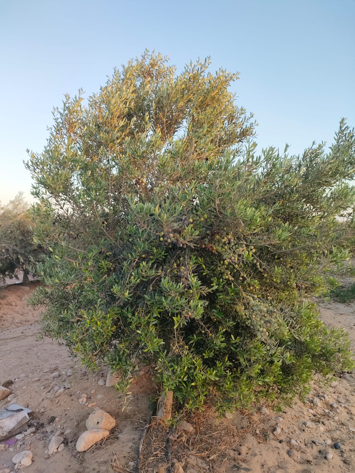 الشركة العالمية للاستثمار والتوكيلات التجارية (أكيكا)